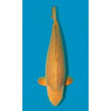 KF.1020 JUMBO CHAGOI SFF